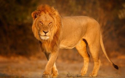A New Life in Freedom: Touching Moments of a Former Circus Lion’s First Steps into the Wild
