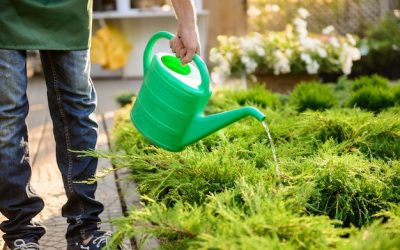 May Garden Care Handbook – How to Prepare Your Garden for Summer